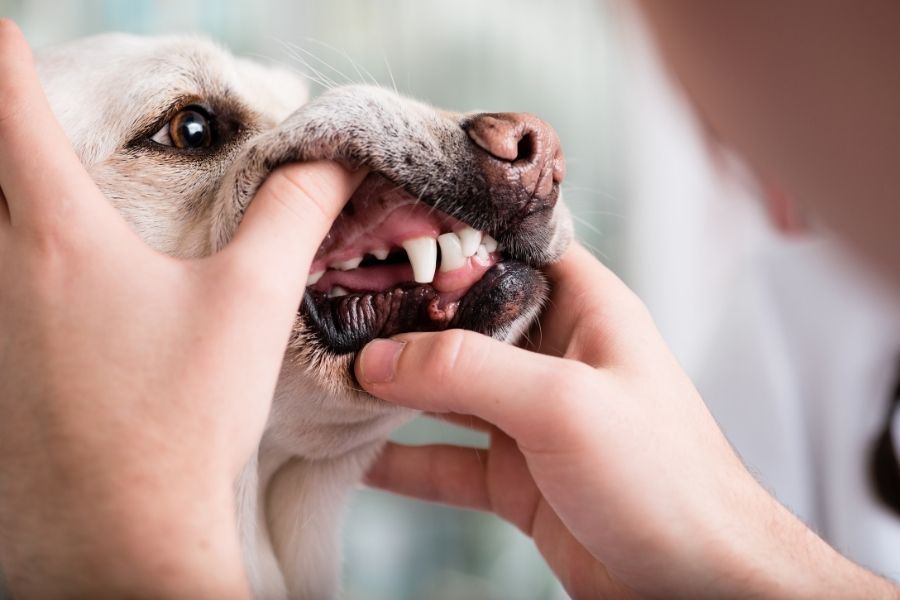 dog showing teeth
