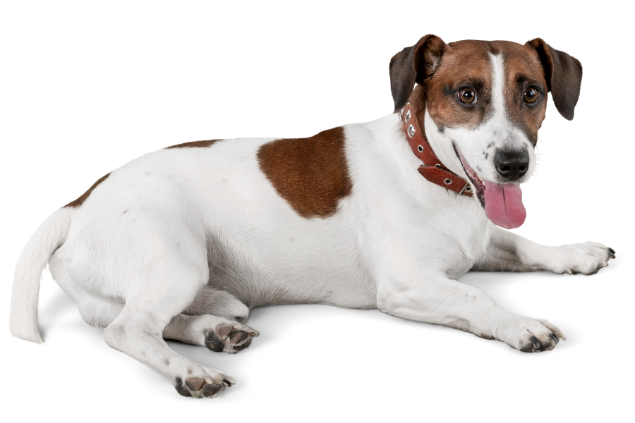 jack russel terrier dog