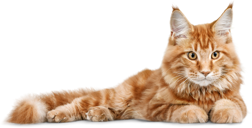 An orange cat laying down