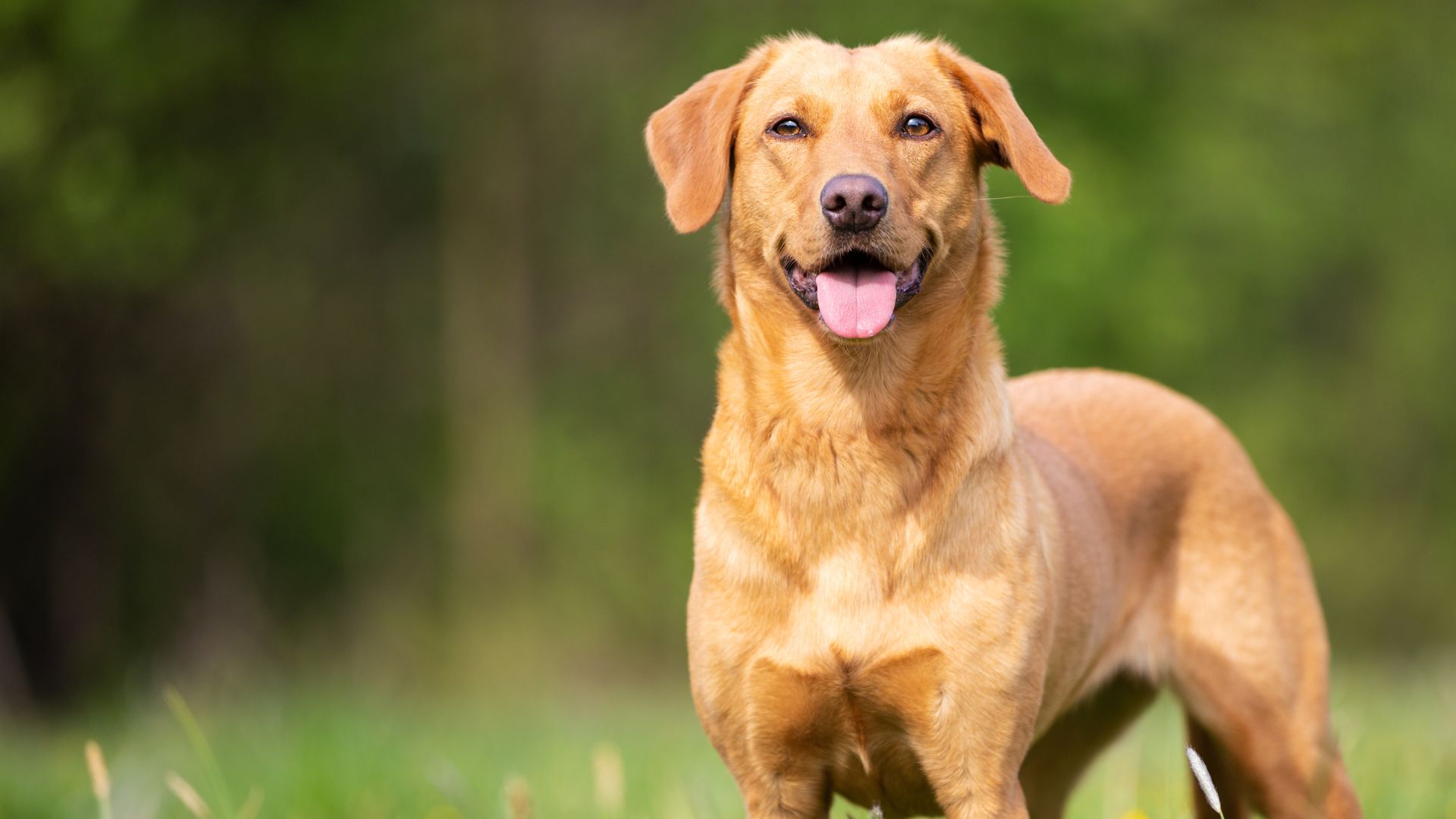 medical-history-form-wellington-veterinary-hospital