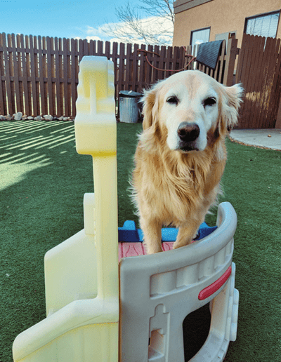 dog standing on a play castle