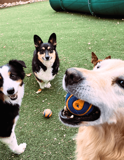 dogs playing