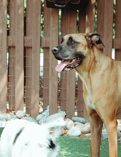 dog standing outside