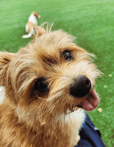 fluffy brown dog