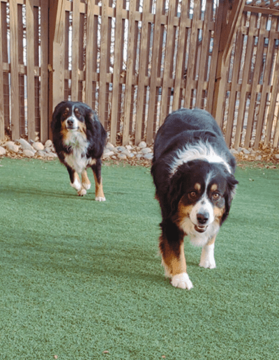 two dogs running outside