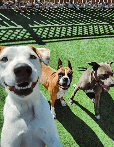 three dogs outside