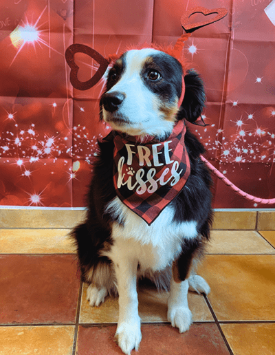 dog wearing valentines bandana