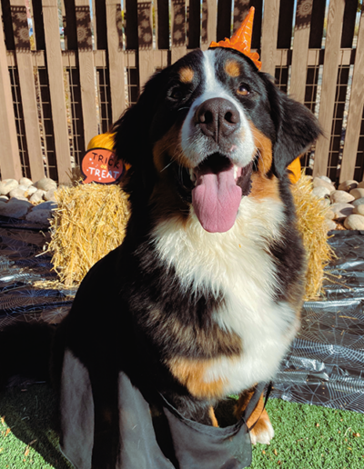 dog smiling and wearing a hat