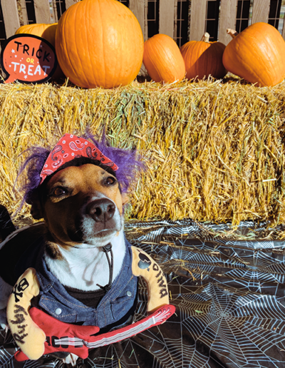 dog wearing a costume