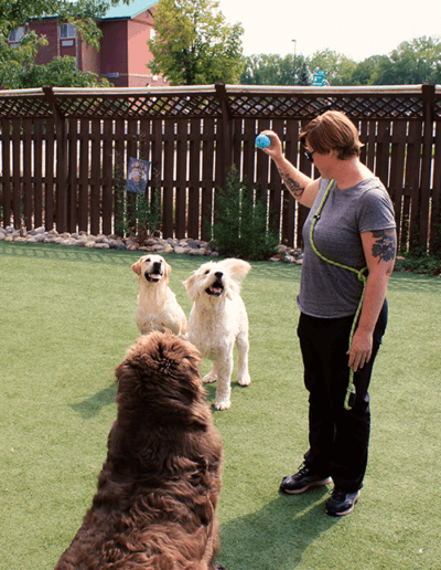 woman playing ball with a dog