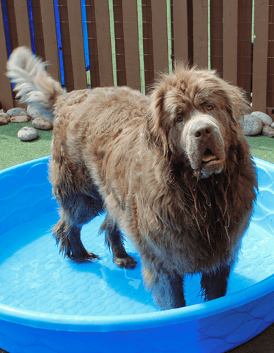 dog in a kiddie pool