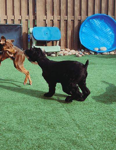 doggie daycare