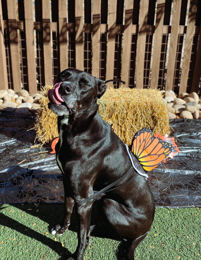 dog wearing butterfly wings