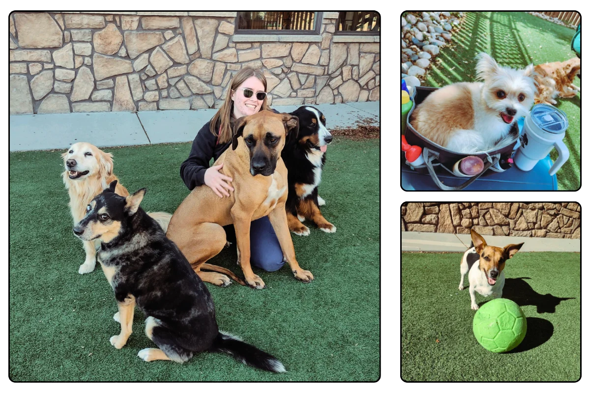 A happy group of dogs, along with a smiling woman, enjoy playtime outdoors on a grassy area, with one dog sitting in a bag and another playing with a green ball.